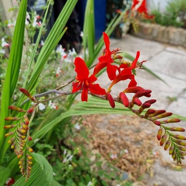 Crocosmia aurea Flor