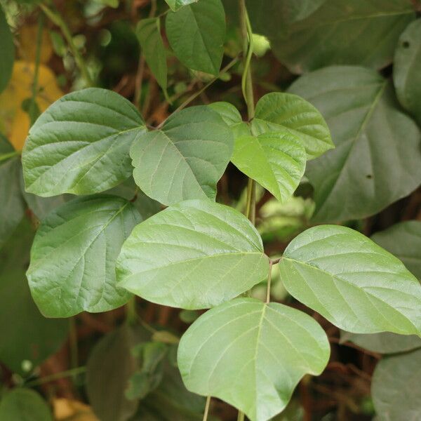 Canavalia rosea Leaf