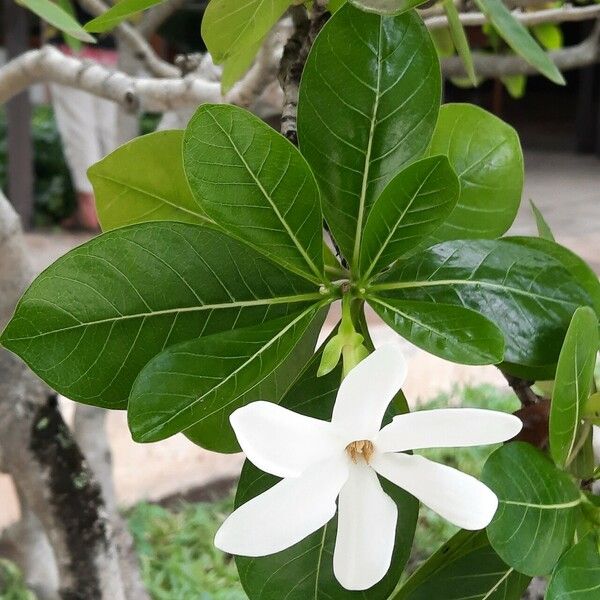 Gardenia taitensis Egyéb