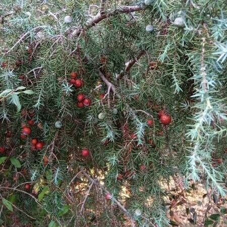 Juniperus oxycedrus Folla