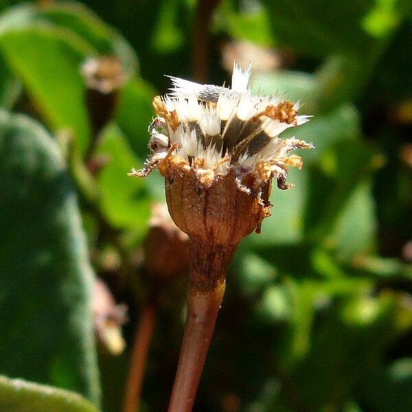 Lasthenia glaberrima Fruit