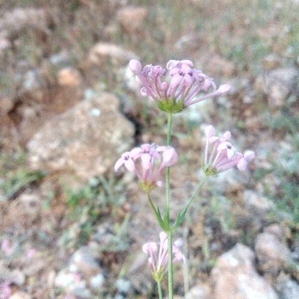 Hexaphylla hirsuta Bloem