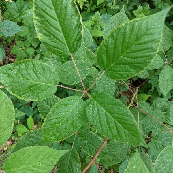 Rubus canadensis Leaf