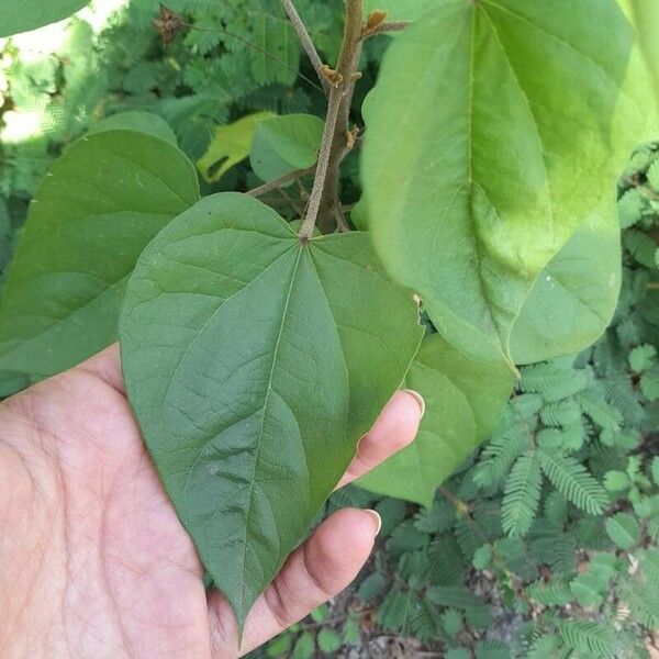 Wissadula excelsior Leaf