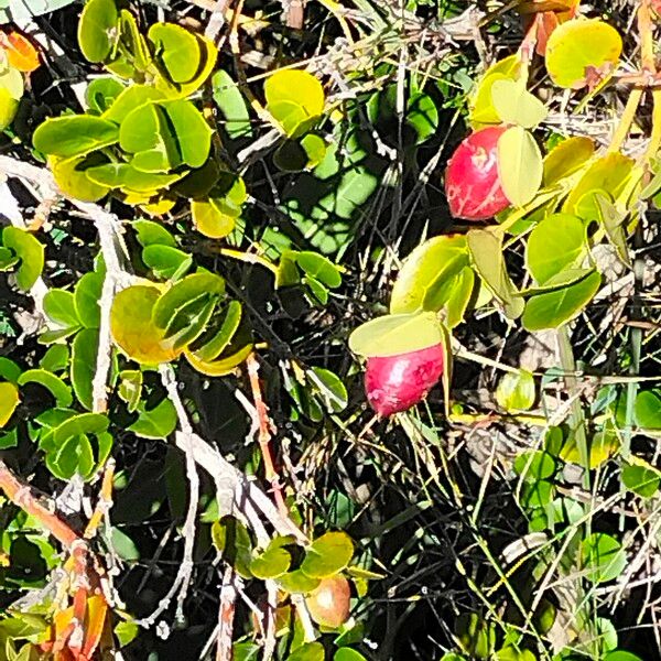 Carissa macrocarpa Fruit