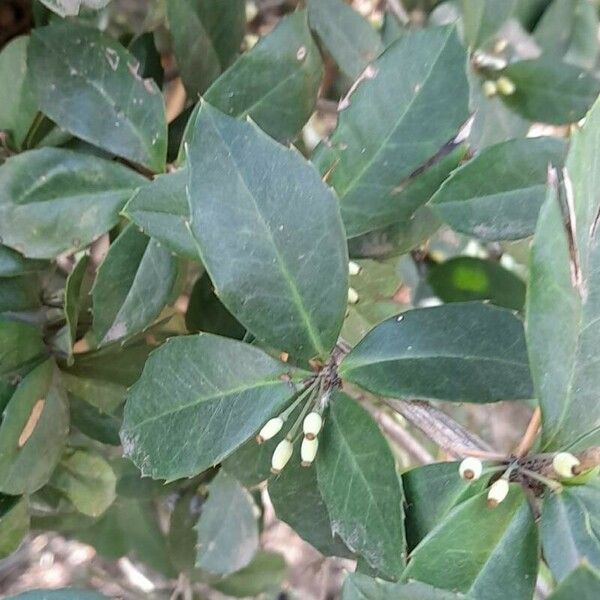 Berberis julianae Fulla