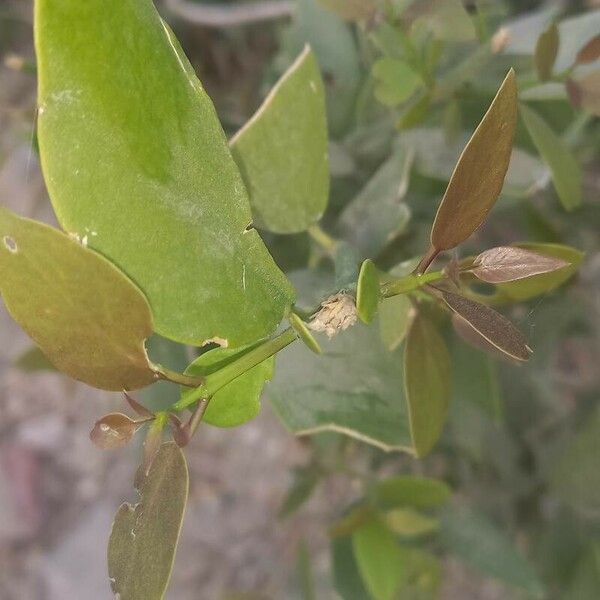 Salvadora persica Leaf