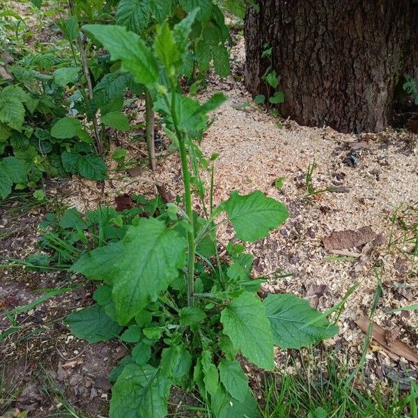 Lapsana communis Leaf