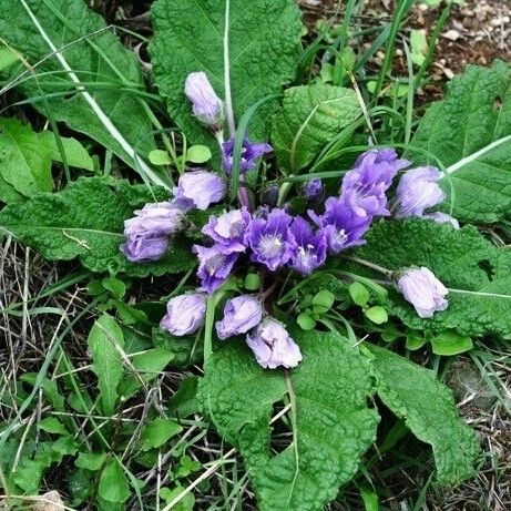 Mandragora officinarum Liść