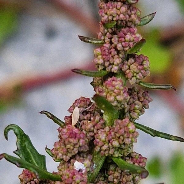 Oxybasis rubra Flower