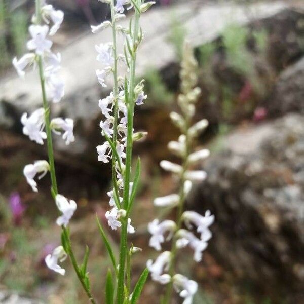 Anarrhinum bellidifolium फूल