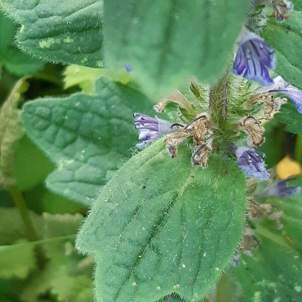 Ajuga genevensis Blatt