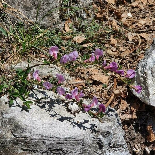 Chamaecytisus purpureus Flower