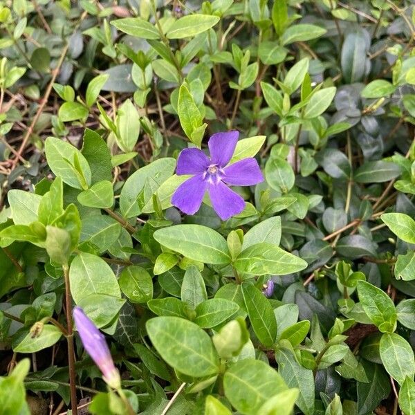 Vinca minor Žiedas