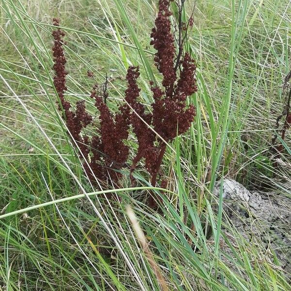 Rumex aquaticus 花