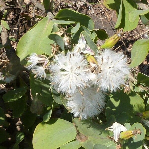Lopholaena coriifolia Çiçek