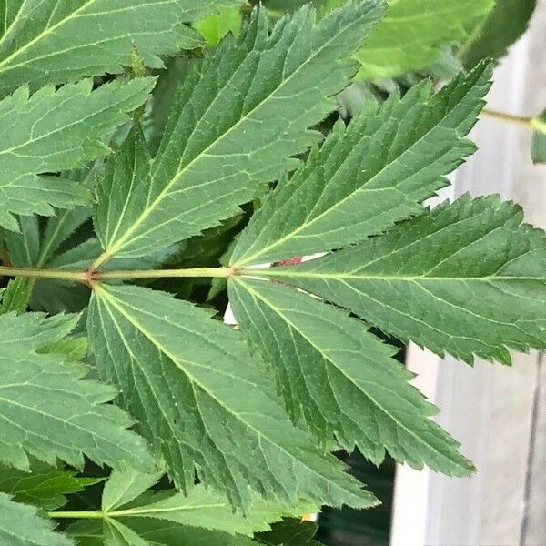 Astilbe japonica Blatt