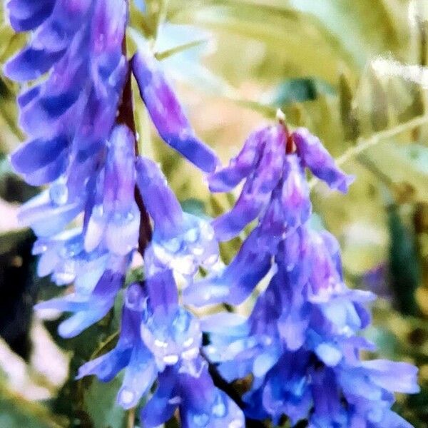 Vicia cracca Blomma