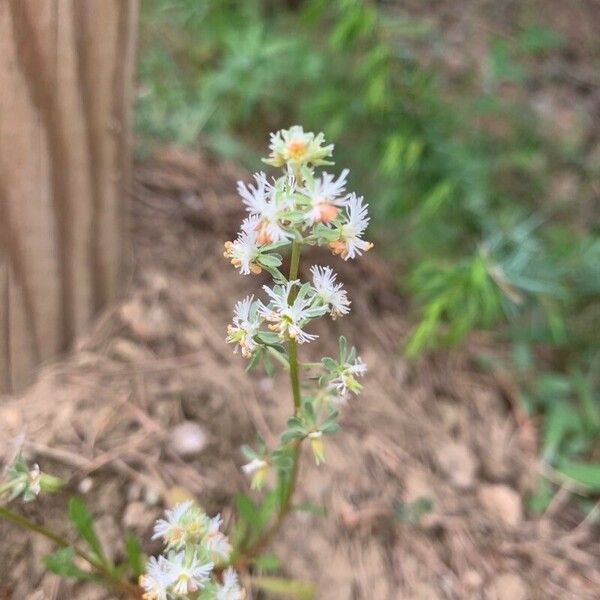 Reseda jacquinii Цвят