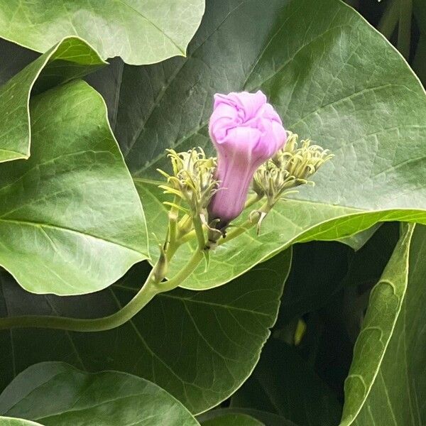 Ipomoea asarifolia Flower