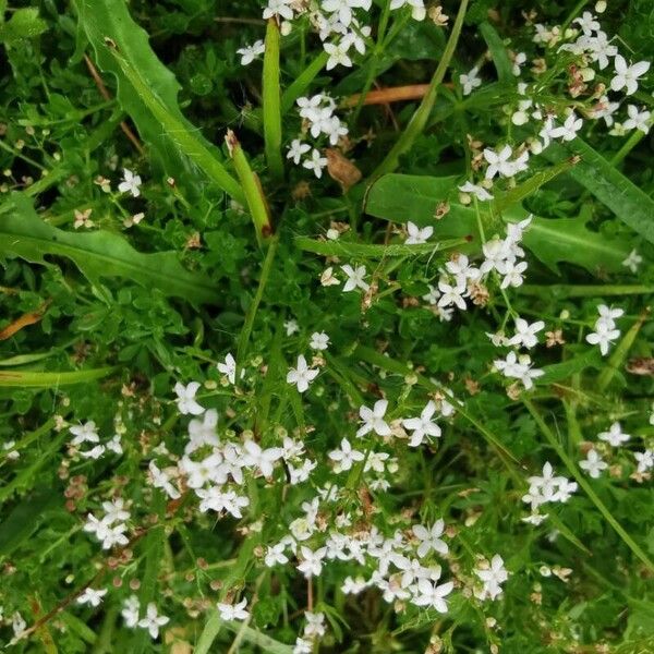 Galium saxatile Кветка