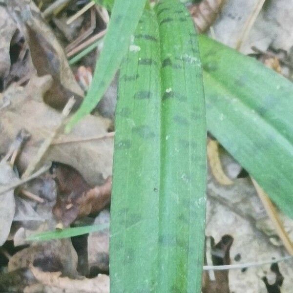 Dactylorhiza fuchsii Blad