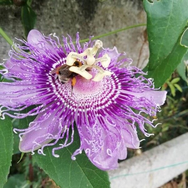 Passiflora incarnata Flor