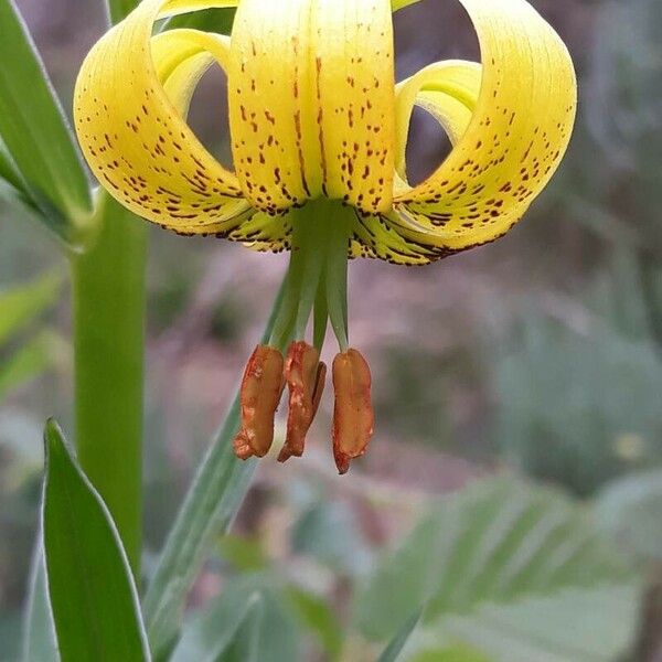 Lilium pyrenaicum Fleur