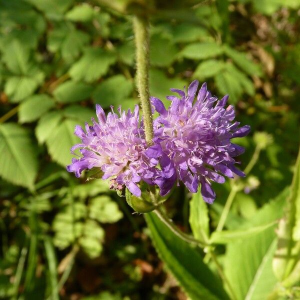 Knautia dipsacifolia Flower