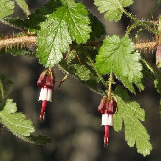 Ribes sericeum (Lucia gooseberry)