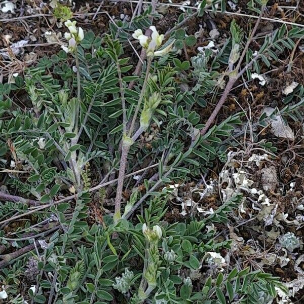 Astragalus hamosus Vekstform