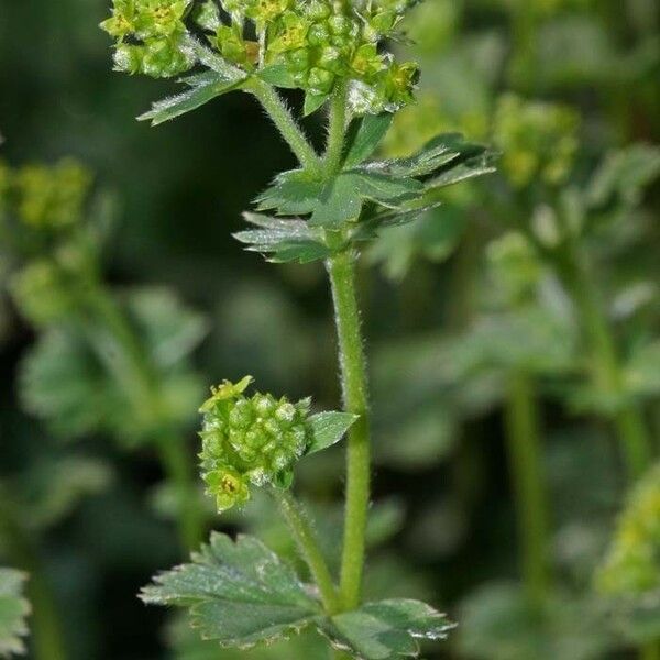 Alchemilla glaucescens മറ്റ്