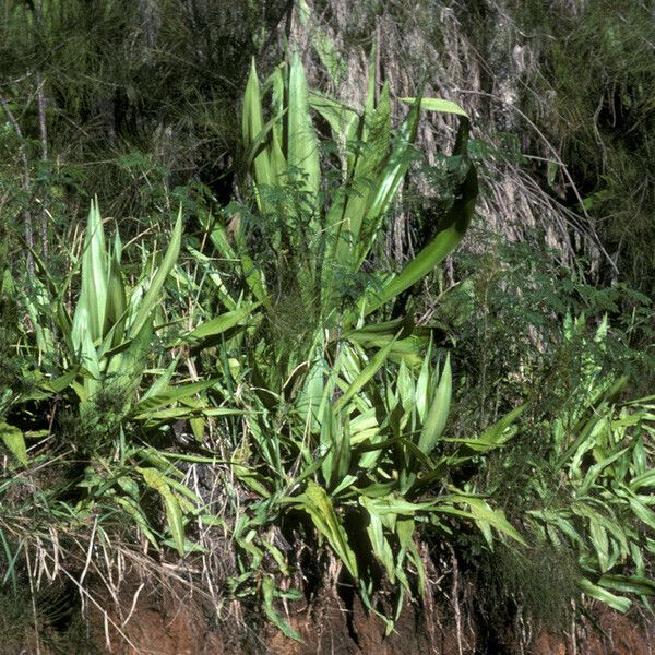 Furcraea foetida Hábito