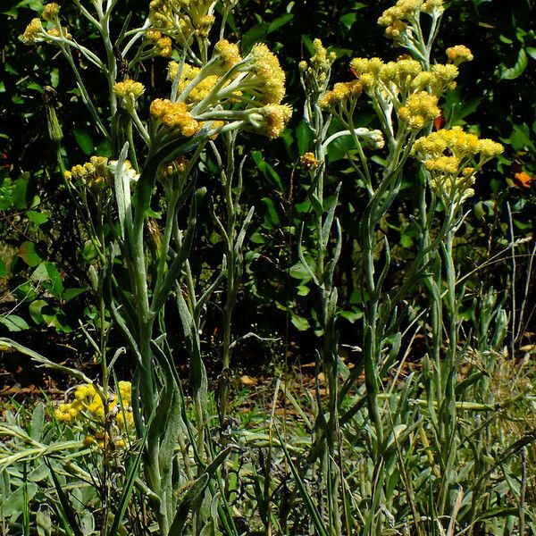 Helichrysum arenarium 整株植物