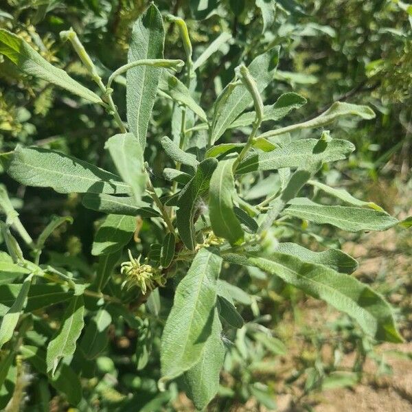 Salix salviifolia Yaprak