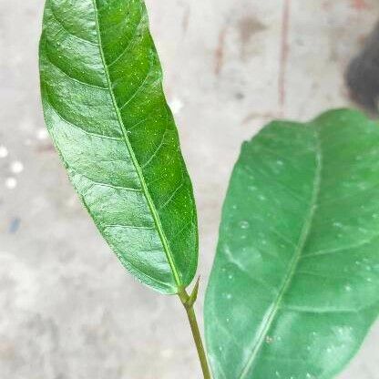 Ficus tinctoria Лист