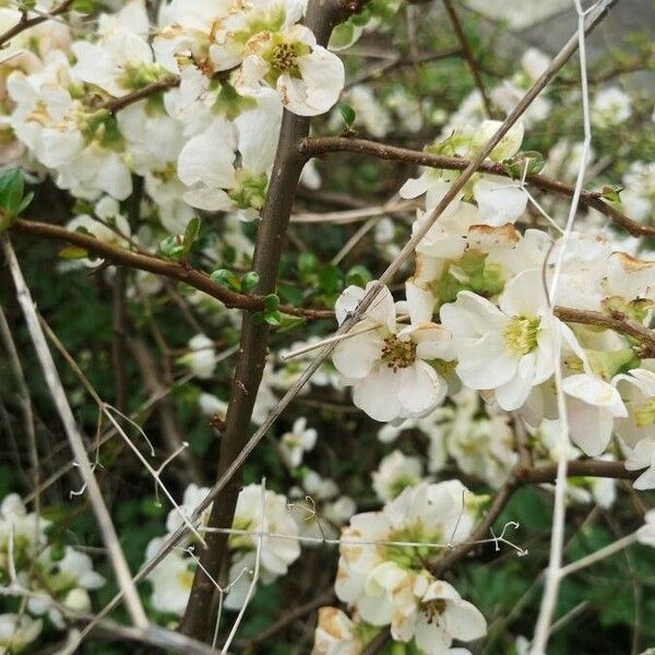 Chaenomeles speciosa Floro