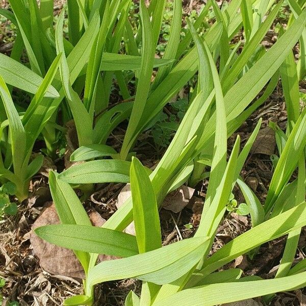 Hemerocallis fulva Leaf