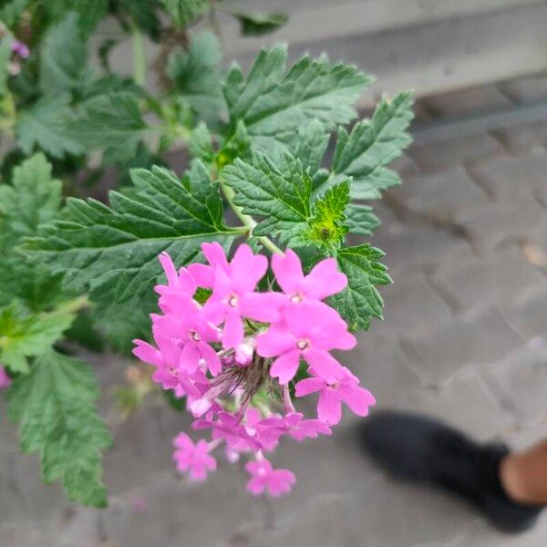 Verbena canadensis Цветок