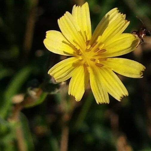 Chondrilla juncea Kukka