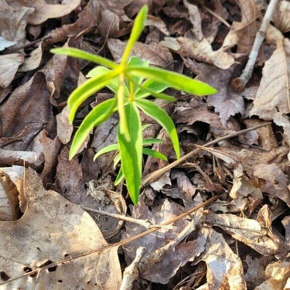 Coreopsis major 叶