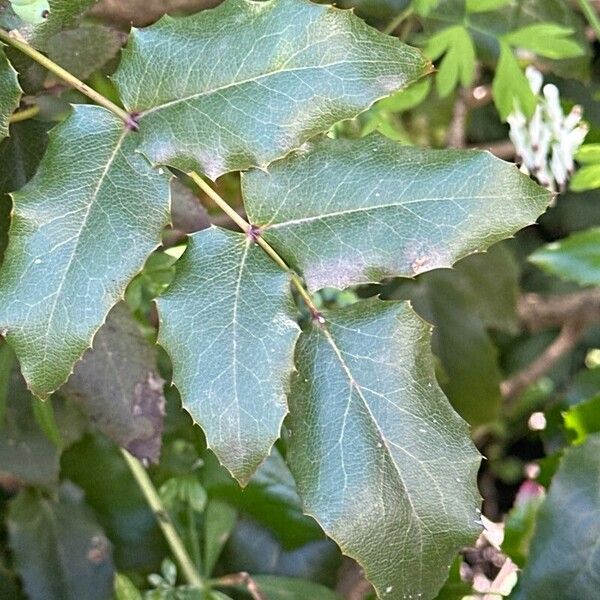 Berberis repens Blad