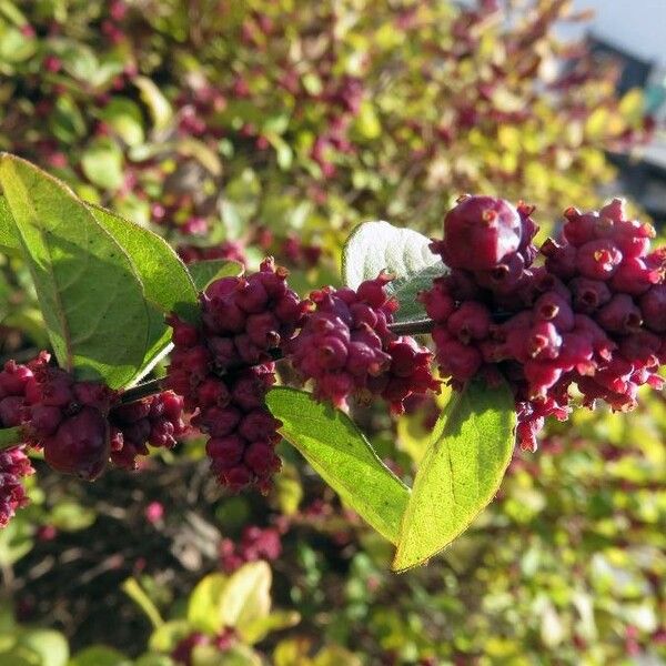 Symphoricarpos orbiculatus পাতা