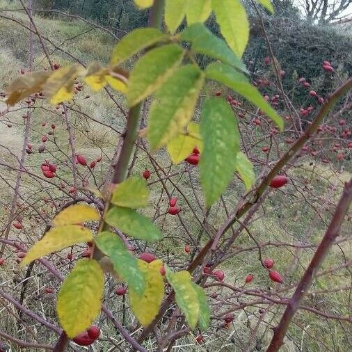 Rosa canina Leaf