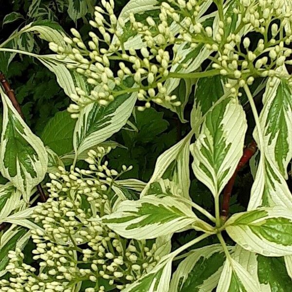 Cornus alba Õis