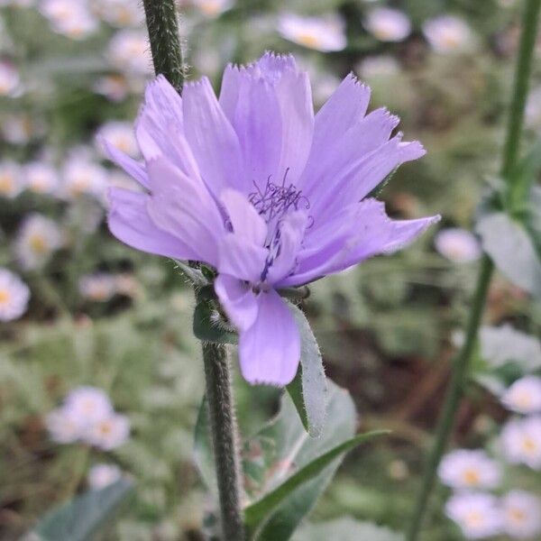 Cichorium endivia 花