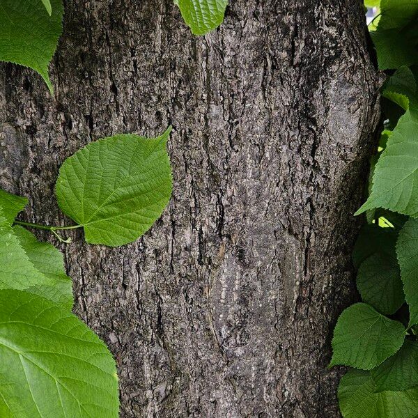 Tilia × europaea چھال