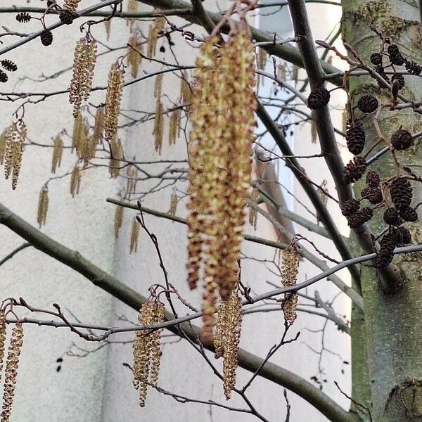 Alnus glutinosa Λουλούδι