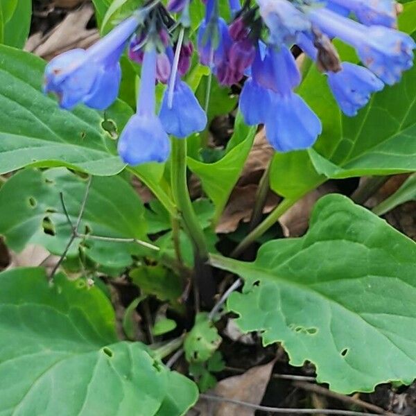 Mertensia virginica Blomst