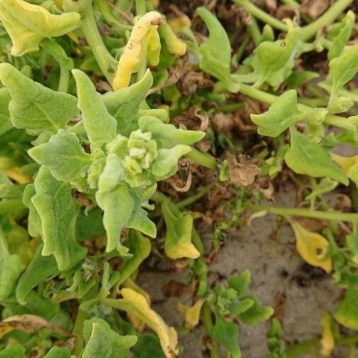 Tetragonia tetragonoides Leaf